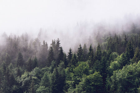 Дизайнерські фотошпалери темно-зелений ліс у густому тумані