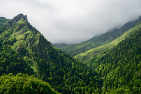 Фотошпалери зелений ліс на схилах гір під сірими хмарами