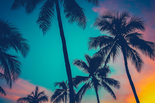 Фотообои пальмы на фоне красочного заката