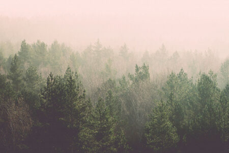 Фотошпалери хвойний ліс у тумані