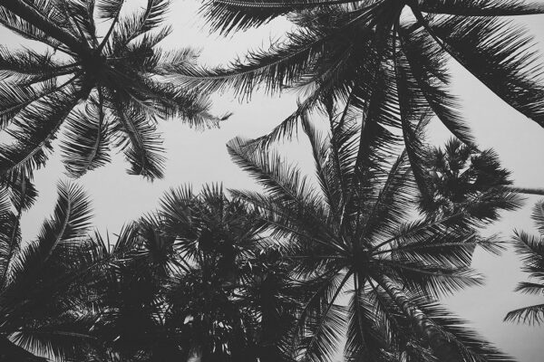 Фотообои листья пальмы на сером фоне