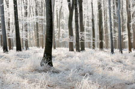 Фотошпалери із зимовим лісом