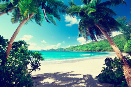 Море фотообои с пальмами на пляже