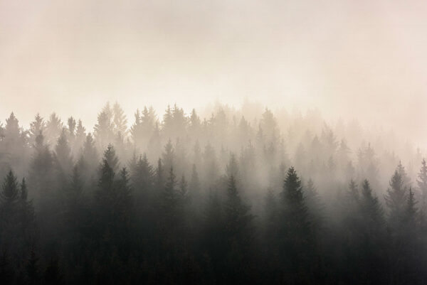 Фотообои лес с изображением верхушек деревьев в густом тумане