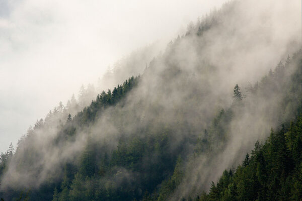 Фотообои лес в тумане на склоне горы