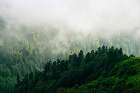 Фотошпалери з насичено-зеленим лісом в тумані