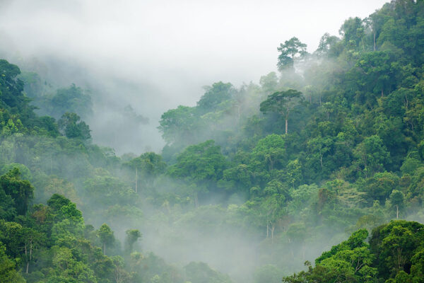 Фотообои джунгли в ярко-зеленом цвете покрытые туманом