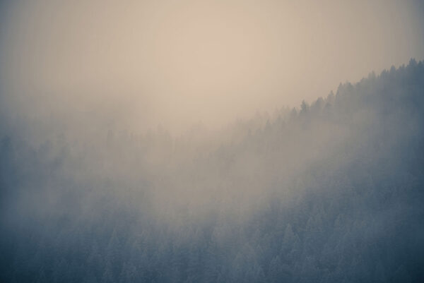 Фотошпалери ліс в тумані у сірих тонах