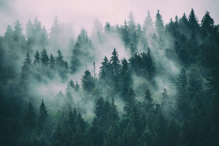 Пейзаж фотообои лес с изображением верхушек ёлок в тумане