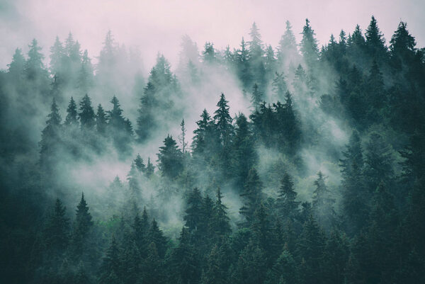 Фотошпалери із зеленими ялинками в тумані