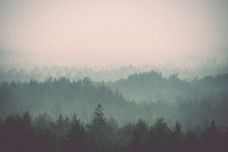 Фотообои лес с изображением верхушек деревьев в тумане под пасмурным небом