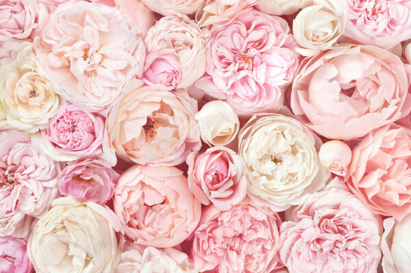 Фотошпалери троянди і півонії рожевого та білого кольорів