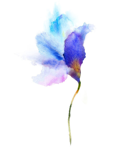 Фотообои акварельный цветок в фиолетово-синих тонах на белом фоне
