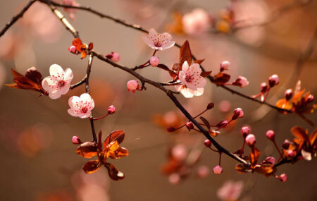 Фотообои цветущая ветка вишни на размытом фоне