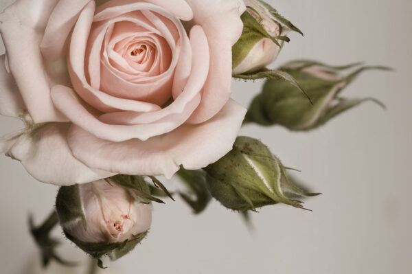 Фотообои роза нежно-розового цвета на сером фоне