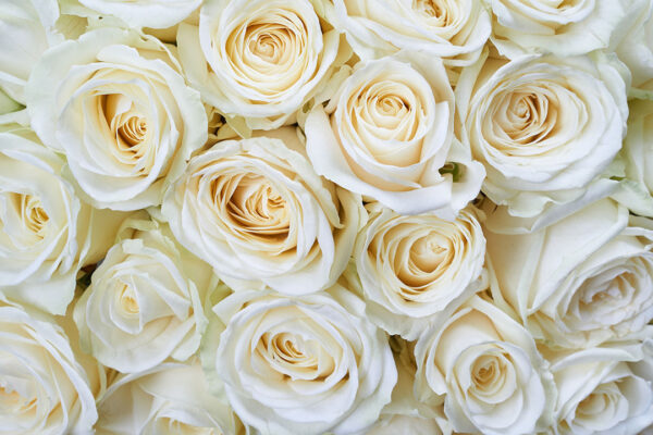 Фотошпалери троянди ніжно-жовтого кольору