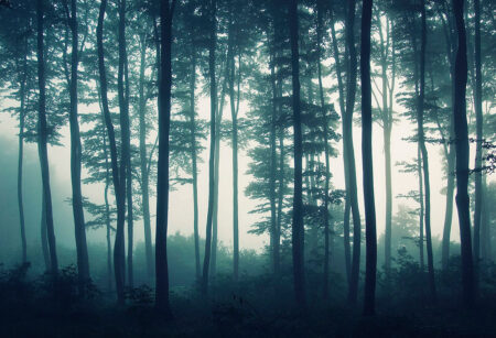 Фотообои темный лес с изображением сосен в тумане