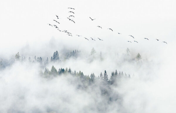Фотообои лес в тумане и пролетающая стая птиц