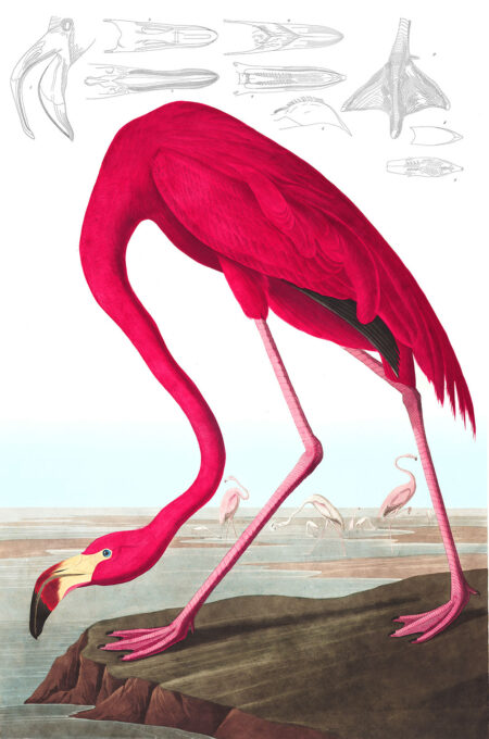Фотообои картина с фламинго ярко-розового цвета
