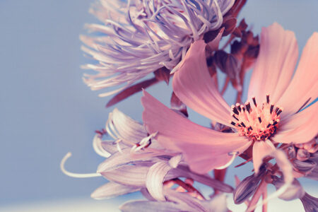 Фотообои цветы нежно-светлых тонов на пастельном фоне