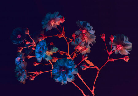 Дизайнерские фотообои цветы в неоновом свете на темном фоне