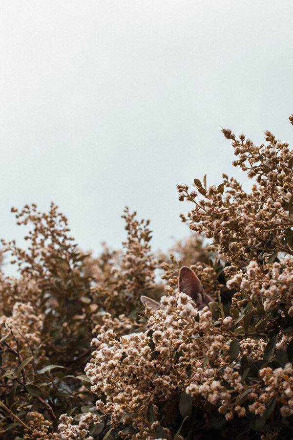 Фотошпалери вуха котика в ніжних квітах кущів на тлі сірого неба