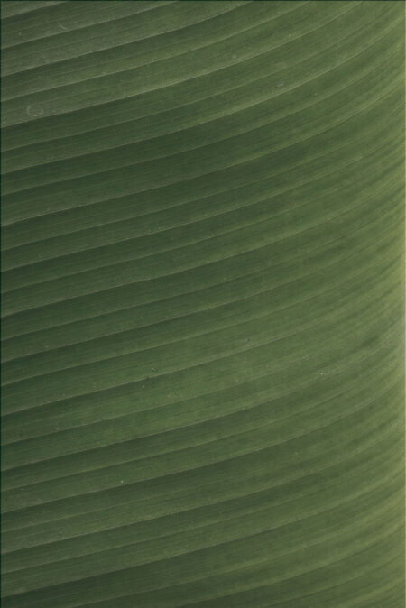 Фотошпалери текстура зеленого кольору з лініями