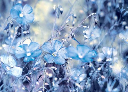 Фотообои полевые цветы с росой в синих тонах