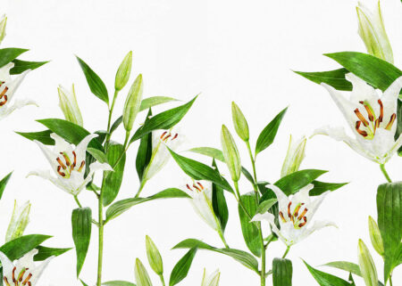 Фотообои лилии с зелеными листьями на белом фоне