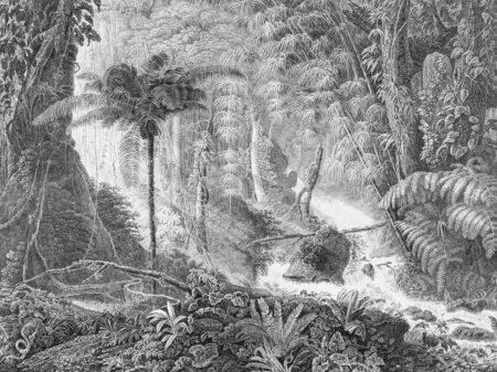 Шпалери джунглі гравюра із зображенням пальми та інших дерев у сірих відтінках