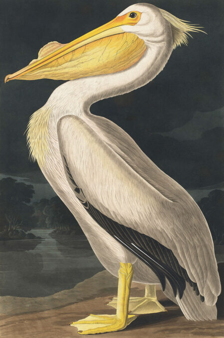 Фотообои винтажная картина с изображением пеликана