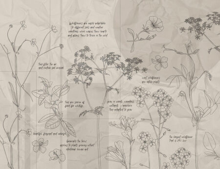 Фотошпалери з ботанічними ілюстраціями польових квітів, надписами та геометричними фігурами