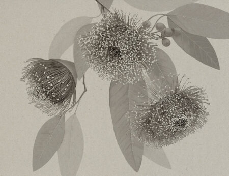 Фотошпалери з пишними чорно-білими квітами та делікатним листям